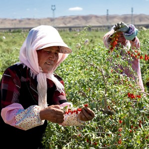 Goji Berry Juice Concentrate Freshly Squeezed Beauty Wolfberry Drink